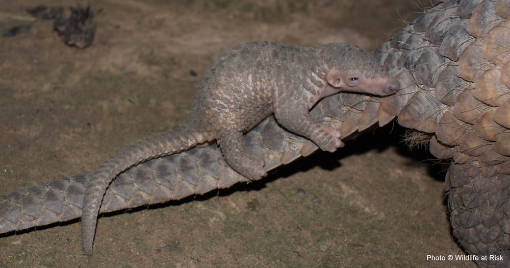 Baby Pangolin - WAR